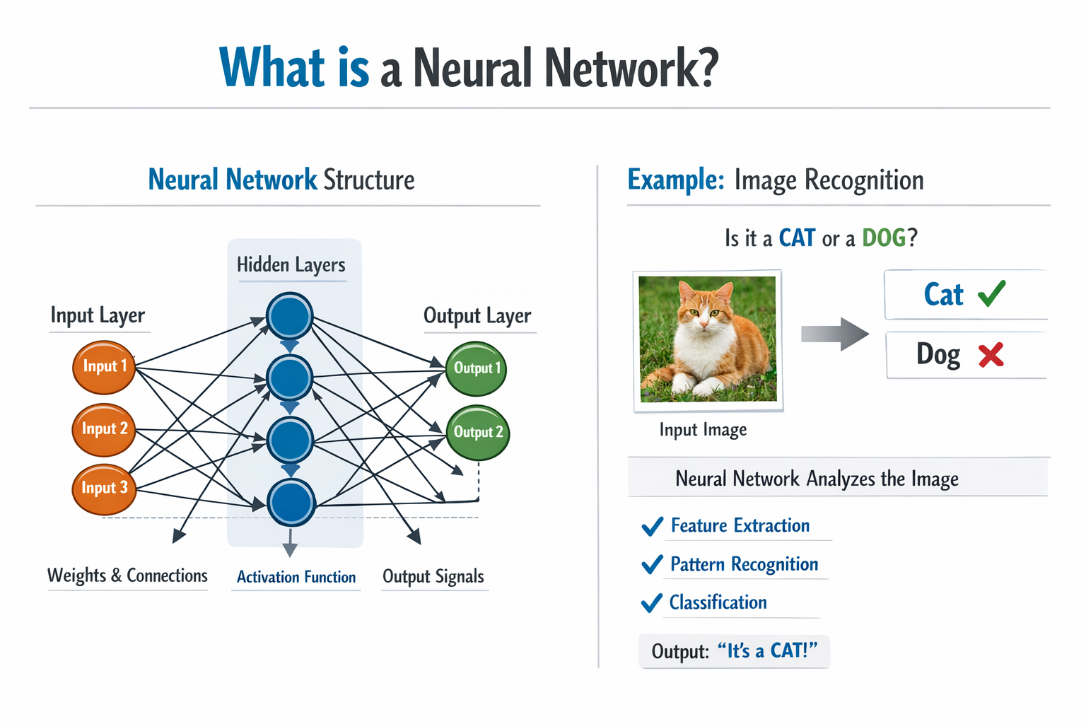 a neural network
neurons
